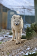 Pup7m12SpringeBineG_pup-34