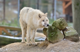 Pup7m12SpringeBineG_pup-36