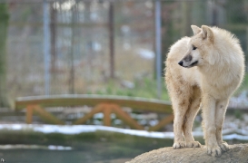 Pup7m12SpringeBineG_pup-38