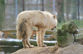Pup7m12SpringeBineG_pup-39