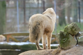 Pup7m12SpringeBineG_pup-40