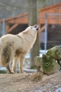 Pup7m12SpringeBineG_pup-41