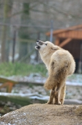 Pup7m12SpringeBineG_pup-42