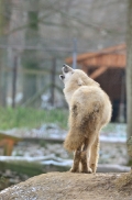Pup7m12SpringeBineG_pup-43