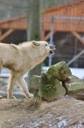 Pup7m12SpringeBineG_pup-44