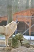 Pup7m12SpringeBineG_pup-45