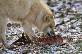 Pup7m12SpringeBineG_pup-47