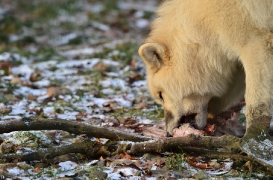 Pup7m12SpringeBineG_pup-49