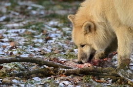 Pup7m12SpringeBineG_pup-50
