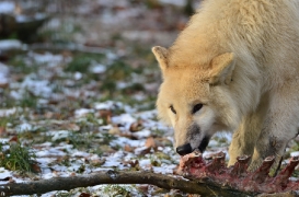 Pup7m12SpringeBineG_pup-52