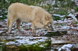 Pup7m12SpringeBineG_pup-55
