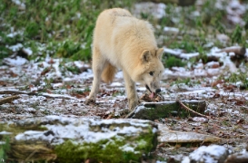 Pup7m12SpringeBineG_pup-56
