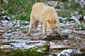 Pup7m12SpringeBineG_pup-57