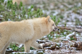 Pup7m12SpringeBineG_pup-58