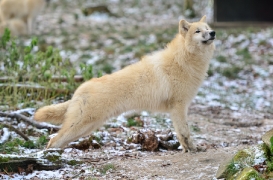 Pup7m12SpringeBineG_pup-59