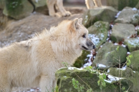 Pup7m12SpringeBineG_pup-61