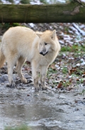 Pup7m12SpringeBineG_pup-63