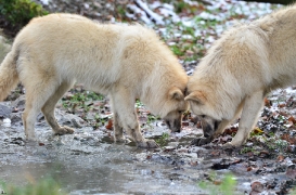 Pup7m12SpringeBineG_pup-65
