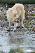 Pup7m12SpringeBineG_pup-67