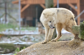 Pup7m12SpringeBineG_pup-68