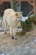 Pup7m12SpringeBineG_pup-69