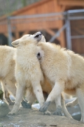 Pup7m12SpringeBineG_pup-70