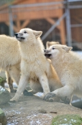 Pup7m12SpringeBineG_pup-71