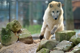 Pup7m12SpringeBineG_pup-73
