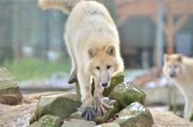 Pup7m12SpringeBineG_pup-74