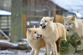 Pup7m12SpringeBineG_pup-76