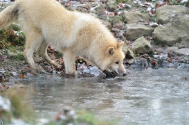 Pup7m12SpringeBineG_pup-77
