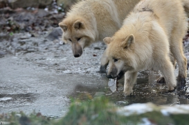 Pup7m12SpringeBineG_pup-78
