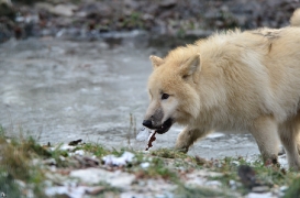 Pup7m12SpringeBineG_pup-79