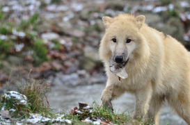 Pup7m12SpringeBineG_pup-80