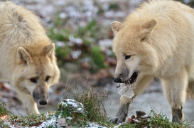 Pup7m12SpringeBineG_pup-81