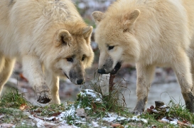 Pup7m12SpringeBineG_pup-82
