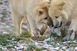 Pup7m12SpringeBineG_pup-83