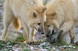 Pup7m12SpringeBineG_pup-84