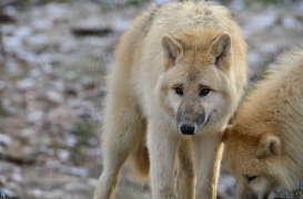 Pup7m12SpringeBineG_pup-85