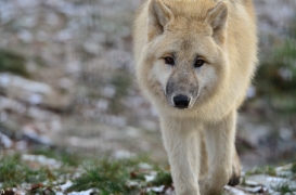 Pup7m12SpringeBineG_pup-86