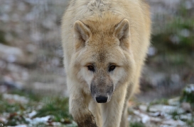 Pup7m12SpringeBineG_pup-87