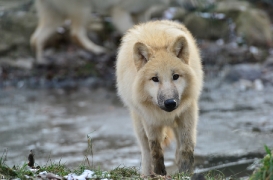 Pup7m12SpringeBineG_pup-90
