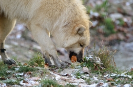Pup7m12SpringeBineG_pup-91