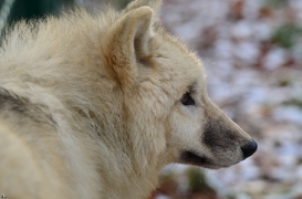 Pup7m12SpringeBineG_pup-93