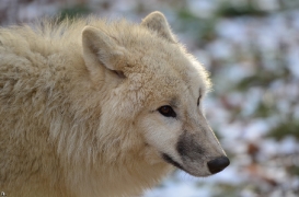 Pup7m12SpringeBineG_pup-95