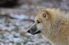 Pup7m12SpringeBineG_pup-96