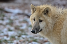 Pup7m12SpringeBineG_pup-97