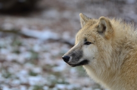 Pup7m12SpringeBineG_pup-98