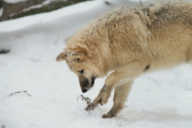 Pup7m12SpringeKati_Polar-01