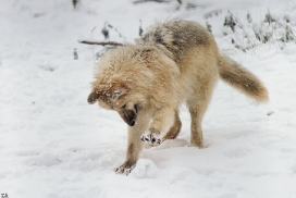 Pup7m12SpringeKati_Polar-02
